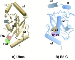 Figure 1.3 Conservation of E2 structures between species: (A) Yeast Ubc4 (UBE2D1 homologue)