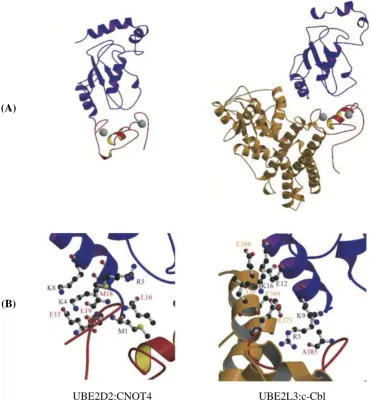 Figure 1.4 Comparison between the UBE2D2:CNOT4 docking model and the 