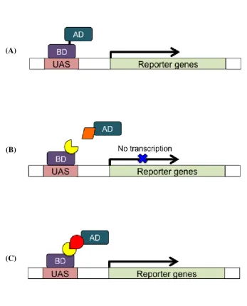 Figure 1.8 The Y2H system: The yeast GAL4 transcription factor can be divided into 