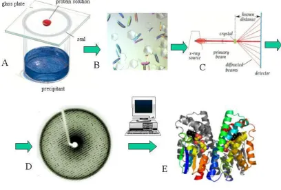 Figure 1.11 Steps of protein X-ray crystallography: (A) and (B) Proteins in solution are set up with precipitant(s) to obtain a good-diffraction crystal