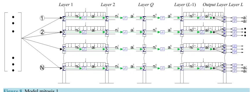 Figure 8. Model mitosis 1.                                                                          