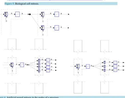 Figure 5. Biological cell mitosis.                                                              