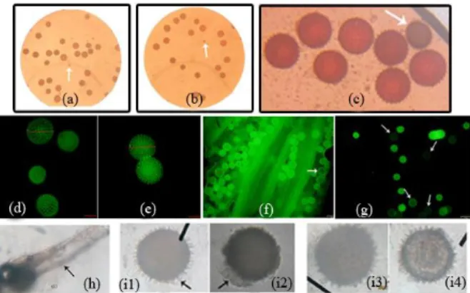 Figure  2.  Pollen  viability  of    sweetpotato.  a)  and  d)  pollen  varieties  Papua  Solosa,  b)  and  e)  pollen  MSU  03028-20,  c),  f)  and  g)  viable  and  not  viable  pollen  (designated  arrows),  h)  pollen  germination,  i1  and  i2  )  pol