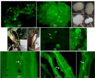 Figure 3. Pistil receptivity and pollen tubes of sweetpotato. a)  and b) the receptive pistils (fluorescence), c1)  and c2 stig ma  was receptive when anthesis occurred, MSU 03028-10 and Papua Solosa, occured, d) and e) fruit formed and not  formed after 2