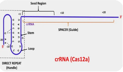 Figure 1: Schematic representation of Cas12a crRNA with the target DNA association. 
