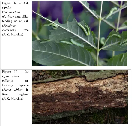 Figure 1e - Ash sawfly 