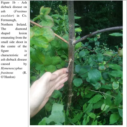 Figure 1b - Ash dieback disease on 