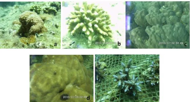 Figure 2.  Dominant  species  of  coral  reef  in  Giliketapang  Island;  (a)  C.  microphthalma;  (b)  P