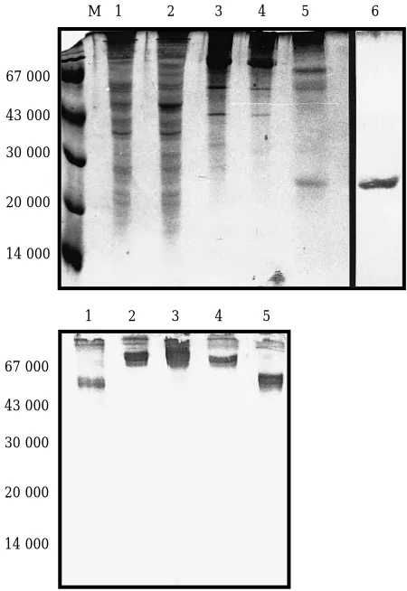 Figure 2.Expression of rovIL-6 protein in yeast.