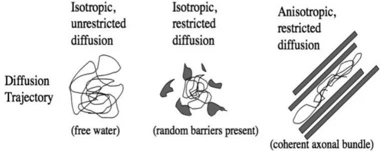 Fig. 3.7. Illustration of isotropic unrestricted diffusion, isotropic restricted diffusion, and 