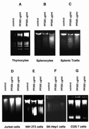 Figure  2.  PF  induces  phosphorylation  of  ERK  and  JNK.   Thymocytes  were  incubated  with  or  without  the  indicated  concentrations of PF for 2 hours (a) or with 100 µg/ml of PF for  the  indicated  times (b)  at  37  °C