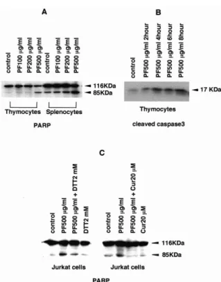 Figure 6. Reducing agents inhibit PF-induced DNA fragmentation.  Thymocytes  (A)  and  Jurkat  cells  (B)  were  incubated  with  or  without  500 µg/ml PF for 14 h (A)~24 h (B) at 37  °C