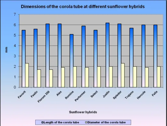 Figure 9. Dimensions of the corolla tube in sunflower hybrids cultivated in  Romania  