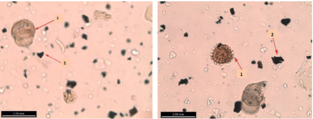 Figura 3. Fotografía (1) espora de Lycopodium y (2) partículas de microcarbón.