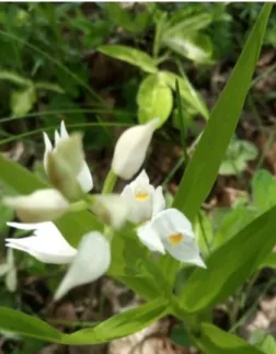 Fig. 2. Platanthera bifolia (photo by Buse L.)  