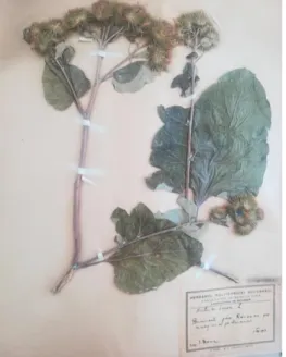 Figure 1. Arctium lappa
