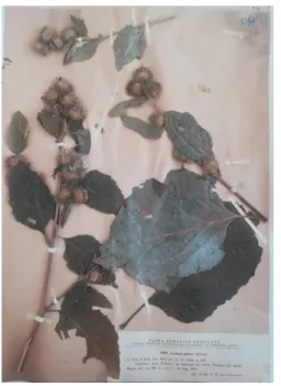 Figure 4. Arctium nemorosum