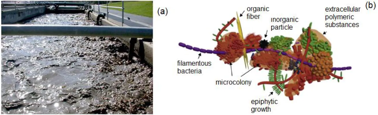 Fig. 1. Primary sludge aspect (a) and detail of activated sludge flocs (b) [15] 