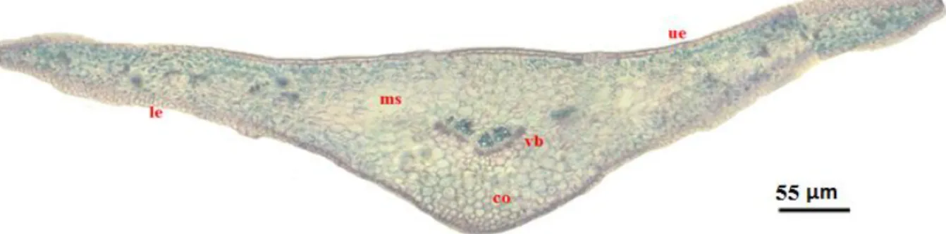 Fig.  5.  Cross  section  of  Euphorbia  trigona  blade  -  ensemble:  co-  collenchyma,  le-  lower  epidermis,  ms- mesophyll, ue- upper epidermis, vb- vascular bundle