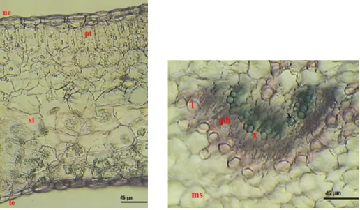 Fig. 6. Cross sections of Euphorbia trigona blade. Portion with mesophyll (A). Portion with midrib zone  (B):  l-  laticifer  tube,  le-  lower  epidermis,  ms-  mesophyll,  ph-  phloem,  pt-  palisade  tissue,  sp-  spongy  tissue, x- xylem