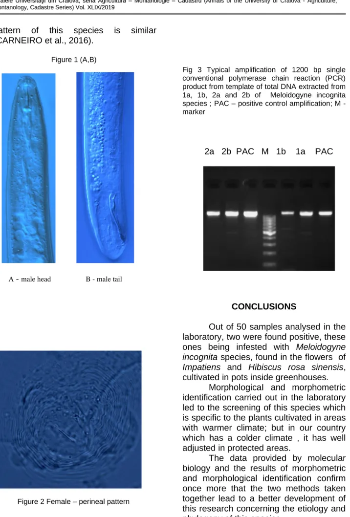 Fig  3  Typical  amplification  of  1200  bp  single  conventional  polymerase  chain  reaction  (PCR)  product from template of total DNA extracted from  1a,  1b,  2a  and  2b  of    Meloidogyne  incognita  species ; PAC – positive control amplification; 