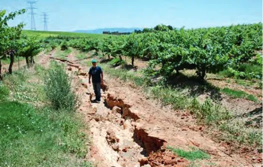 Figure 5. Example of soil erosion, with gully development, in vineyard fields of the study area, which gives an idea of the magnitude of the erosion problem in these lands.