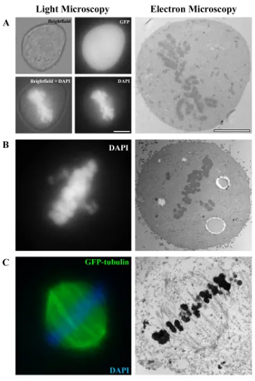 Figure 3.1 – Correlative Light Electron Microscopy (CLEM) – Examples of cells successfully processed using CLEM (A - C)