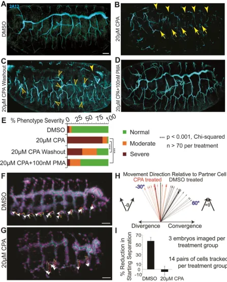 Fig. 2. SERCA regulates cell migration to control budding, even in the absence of 