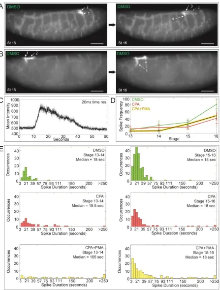 Fig. 4. Live Ca2+ imaging shows that impulses propagate the Drosophila tracheal network 