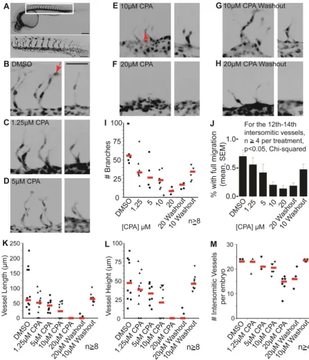 Fig. 5. SERCA function controls the rates of mesodermal migration and budding 