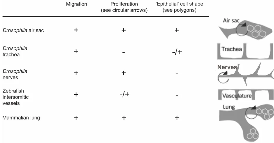 Fig. S1. Cell shape change, migration, and proliferation are unicellular behaviors adopted 