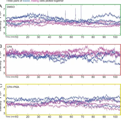 Fig. S6. SERCA blockade with CPA elevates overall Ca2+ level of Drosophila tracheal cells 
