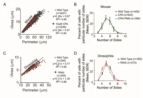 Fig. S9.  SERCA inhibition does not disrupt epithelial geometry