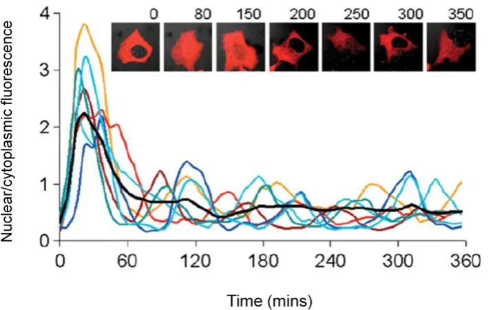 Figure 1-2  Complex protein dynamics observed using confocal microscopy. NF-κB is observed to show sustained nucleo-cytoplasmic oscillations following stimulation by TNFα