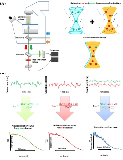 Figure 1-3  Schematic of FCCS experiment.  (A) Confocal Microscope setup with illustration of measurement volume, and (B) Outline of fluorescence signal analysis