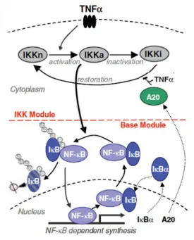 Figure 1-5 The core NF-κB signalling system.  