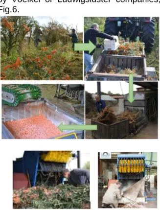 Figure 7 Kranemann technology for separating  fruit from branches [17,18, Gusovius H.J