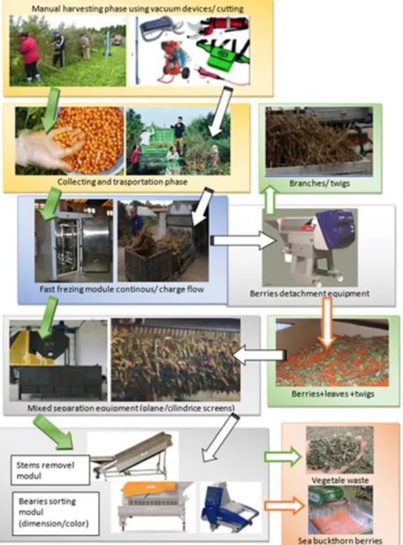 Figure 12 Block diagram of INMA technology to separate sea buckthorn berries [31] 