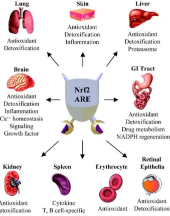 Figure 1.6. Nrf2 as a multi organ protector in the body.85