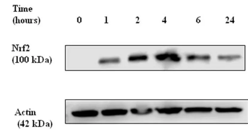 Figure 3.2. Induction of Nrf2 by sulforaphane in non-infected BEAS 