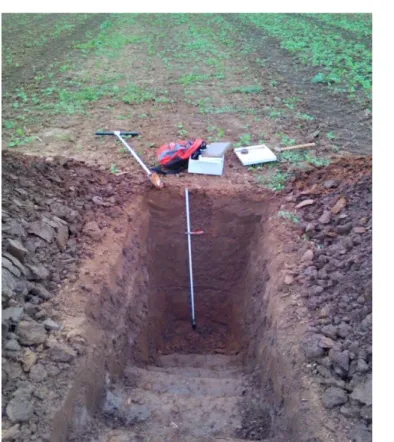 Figure 1. Chromic luvosoil, molic subtype (EL – rs.mo) 