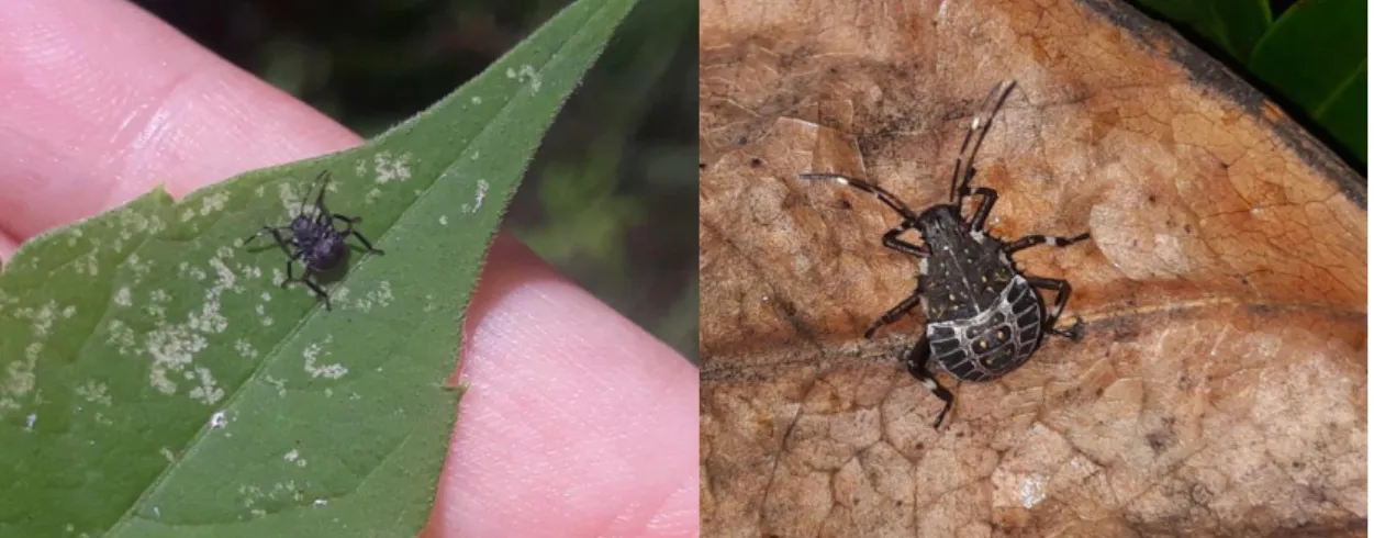 Figure 4.Halyomorpha halys nymphs (left –fourth stage, right- fifth stage) orig. 