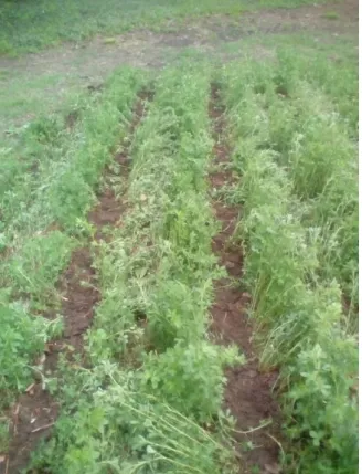 Figure 1. Alpha-alpha plot after seedbed preparation and Roundup herbicide  applying. 