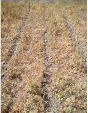 Figure 2. Alpha-alpha mulch layer created by herbicide action. 