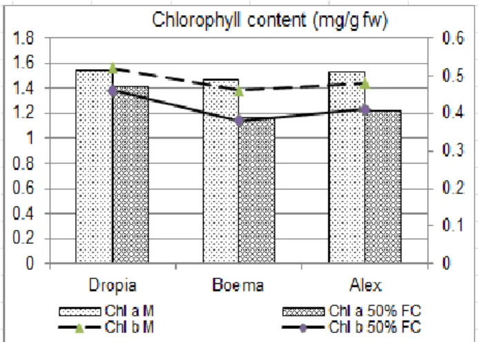 Figure 1. Chlorophylls content in  studied genotypes 