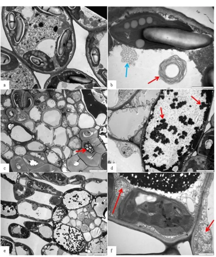 Fig.  3 Salix viminalis leaf cells features. 