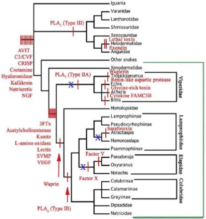 Figure 1.2 Cladogram of evolutionary relationships of the Toxicofera showing 