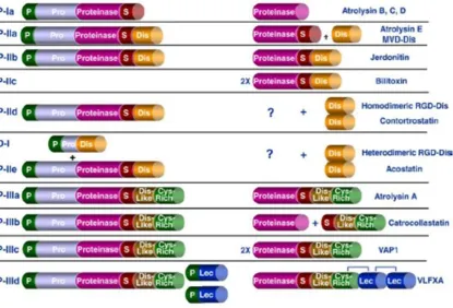 Figure 1.6 Structural classifications of the snake venom metalloproteinases: 