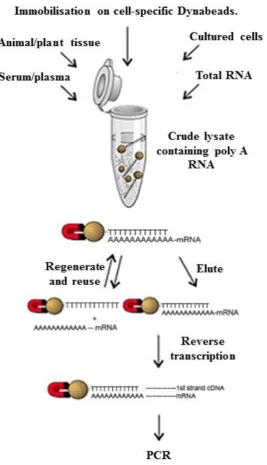 Figure 2.2 Extraction of poly(A) mRNA from venom using Dynabeads®: Flow 