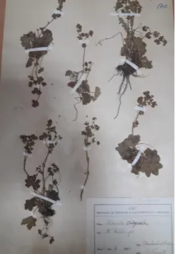 Figure 2. Alchemilla mollis 
